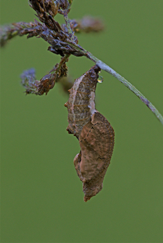 Gulf Fritillary chrysalis